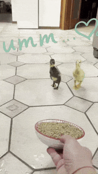 Dinner Lunch GIF