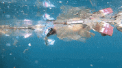 Earth Day GIF by 4ocean