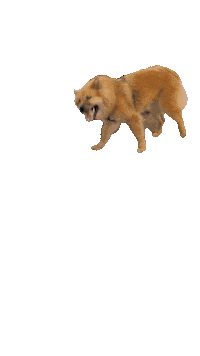 Hund Office Dog Sticker by Tina Voß GmbH