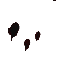 Crows Thecrow Sticker by Lionsgate