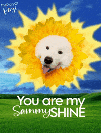 Sun Sunshine GIF