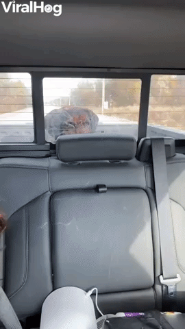 Lonely Pup in Truck Joins Its People