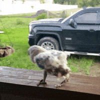 Baby Bird GIF