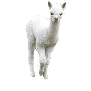 da llama STICKER