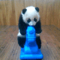 play panda GIF