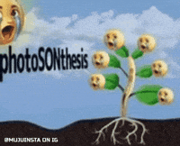 Son GIF