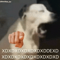 Dog Follow GIF