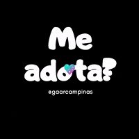 gaarcampinas gato cachorro viralata adota GIF