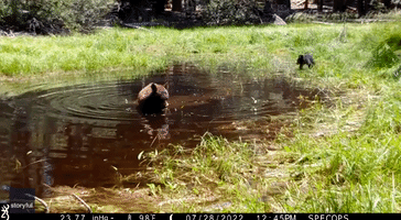 Mama Bear and Super-Cute Cub Beat the Heat in South Lake Tahoe Pond