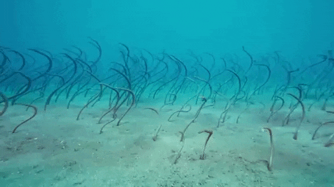 Swaying Marine Life GIF by Oceana