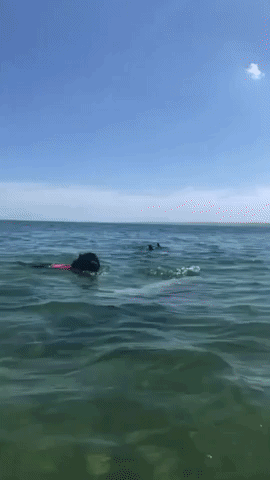 Puppy Paddles With Dolphins at Mornington Peninsula Beach