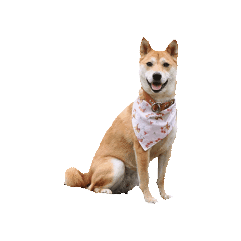 Shiba Inu Akira Sticker by Geekster Pets