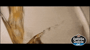cerveza sin alcohol GIF by Estrella Galicia 0,0