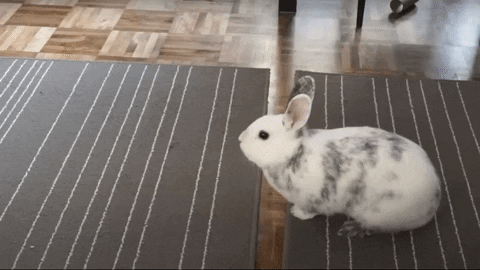 pixelkiller giphygifmaker bunny stomp GIF