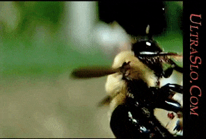 science research slow motion bumblebee insects GIF