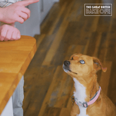 Hungry Dog GIF by The Great British Bake Off