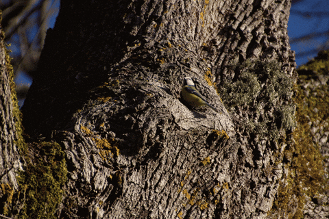 ingovalgma giphyupload GIF