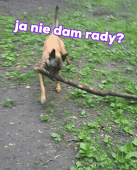Stick Malinois GIF