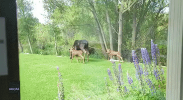 Moose and Calves Entertain Colorado Office Worker