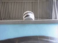 the mystery files of shelby woo nicksplat GIF