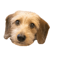 Dachshund Pax Sticker by DopeDog