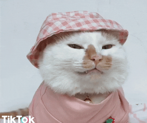 Video gif. White cat wearing a pink turtleneck and gingham bucket hat seems to side eye us skeptically.