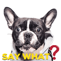 French Bulldog What Sticker by Oscar The Frenchie