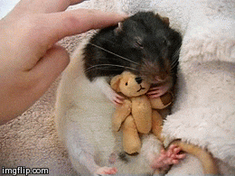 Cuteness Cute Animals GIF