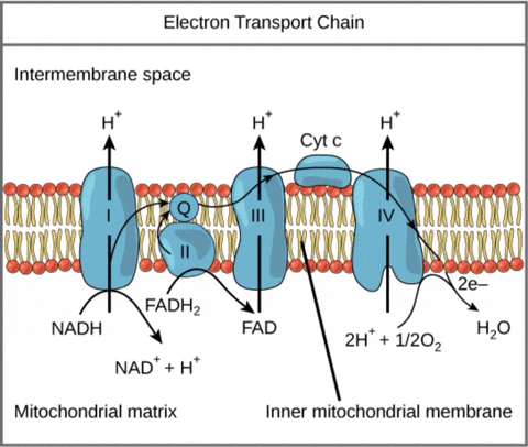 Biology Electron GIF