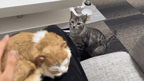 cuteanimalland giphyupload GIF