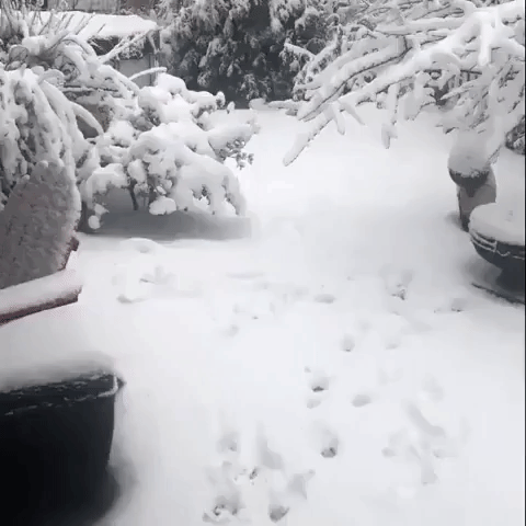 Dog Enjoys the Snow After Winter Storm Hits Northeast Ohio