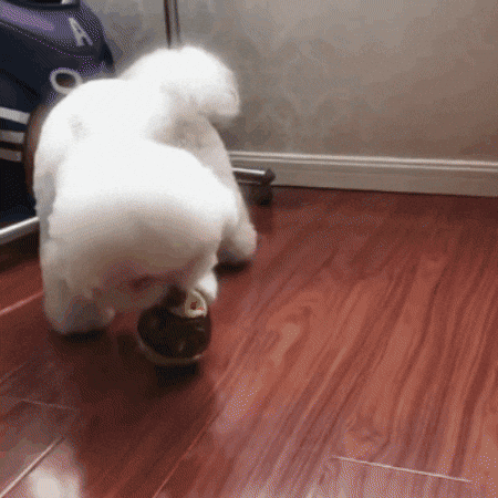GIF animado