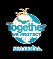 Turtle Wild Aminal GIF by Zoomarine Algarve
