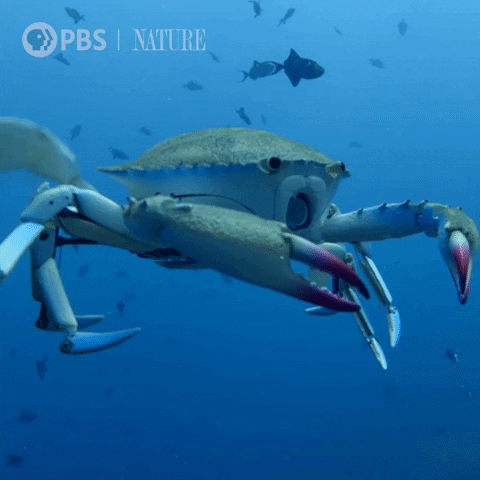 Pbs Nature Ocean GIF by Nature on PBS