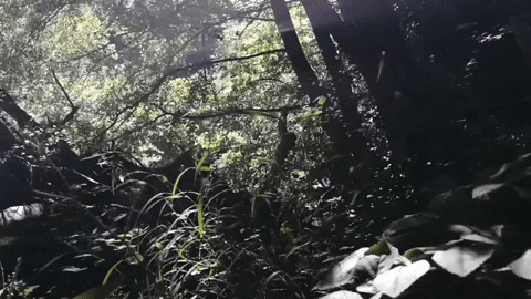 shupshup giphygifmaker GIF