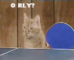 Video gif. Two cats are playing ping pong with one another and one cat says, "O rly," while the other responds with, "Ya rly." When the ball gets hit, the scene cuts to a group of cats sitting at a table watching the game, moving their heads in unison with the ball.