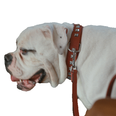Dog Sticker by NESCAFÉ Dolce Gusto