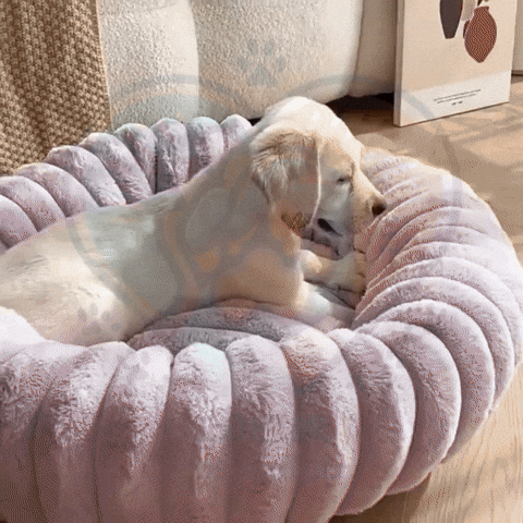GIF Chien
