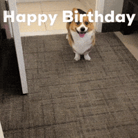 Happy Birthday Dog GIF