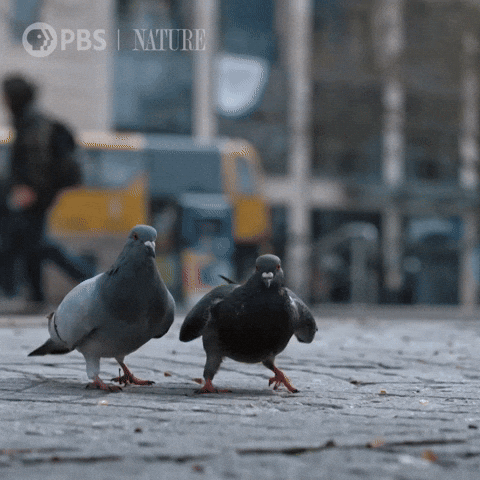 Explore New York City GIF by Nature on PBS