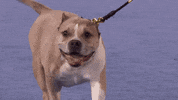 heart of television dog GIF by Hallmark Channel