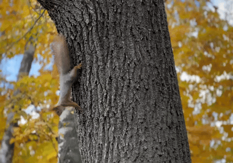 e-Kazan giphyupload GIF