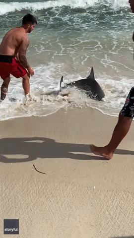 Man Reels in Shark on Long Island Beach