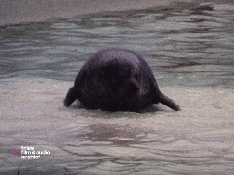 Big Boy Seal GIF by Fries Film & Audio Archief