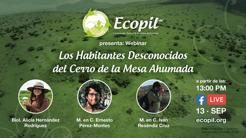 carlostorrsmx giphyupload GIF