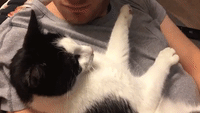 Cat Eventually Allows Her Owner to Give Her a Kiss