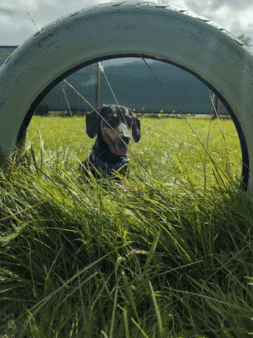 Hot Dog Dogs GIF