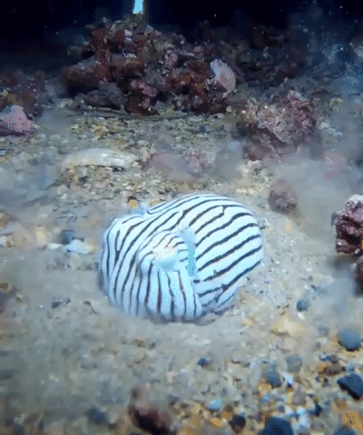 Diver Has First Encounter With Pajama Squid