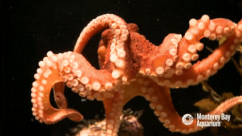 asyaakdogan giphyupload GIF