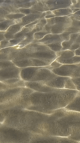 Simongip giphyupload GIF